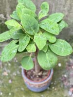 Zdjęcie rośliny Peperomia Velvet Tree, ujęcie 2