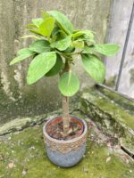 Zdjęcie rośliny Peperomia Velvet Tree, ujęcie 3