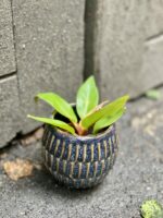 Zdjęcie doniczki lub oslonki: Osłonka Coral 6x8 cm, ujęcie 2