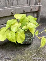 Zdjęcie doniczki lub oslonki: Osłonka Iron 12x12 cm, ujęcie 2