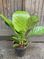 Zdjęcie rośliny Anthurium jenmanii, ujęcie 1