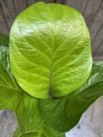 Zdjęcie rośliny Anthurium jenmanii, ujęcie 2