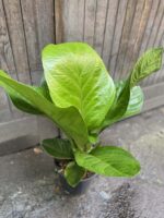 Zdjęcie rośliny Anthurium jenmanii, ujęcie 3