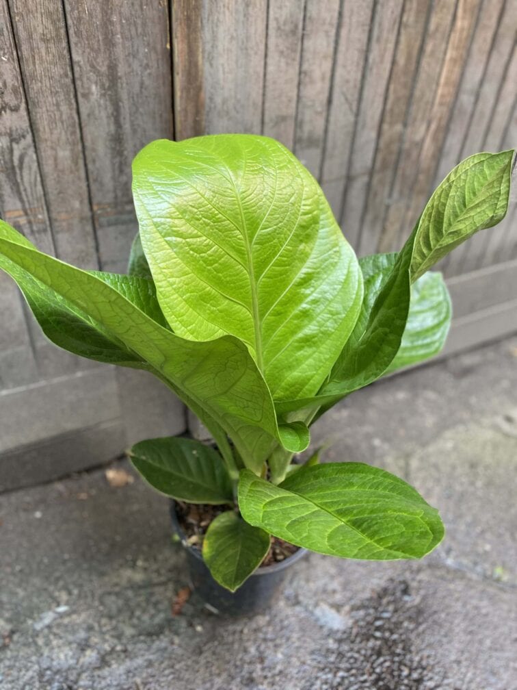 Zdjęcie rośliny Anthurium jenmanii, ujęcie 3
