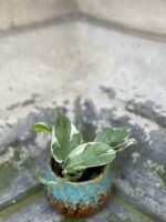 Zdjęcie rośliny Epipremnum Perls and Jade, ujęcie 1