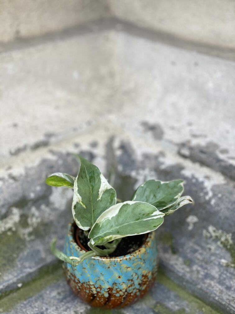 Zdjęcie rośliny Epipremnum Perls and Jade, ujęcie 1