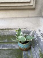 Zdjęcie rośliny Epipremnum Perls and Jade, ujęcie 2