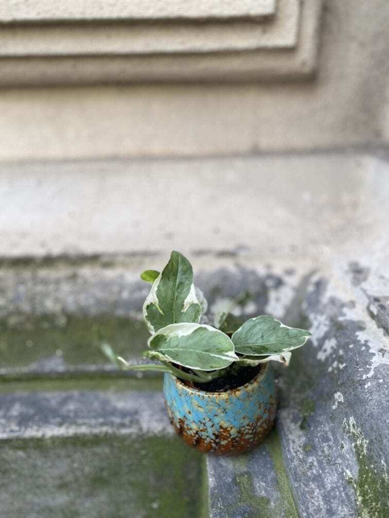 Zdjęcie rośliny Epipremnum Perls and Jade, ujęcie 2