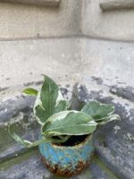 Zdjęcie rośliny Epipremnum Perls and Jade, ujęcie 3