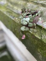 Zdjęcie rośliny Ceropegia woodi, ujęcie 1