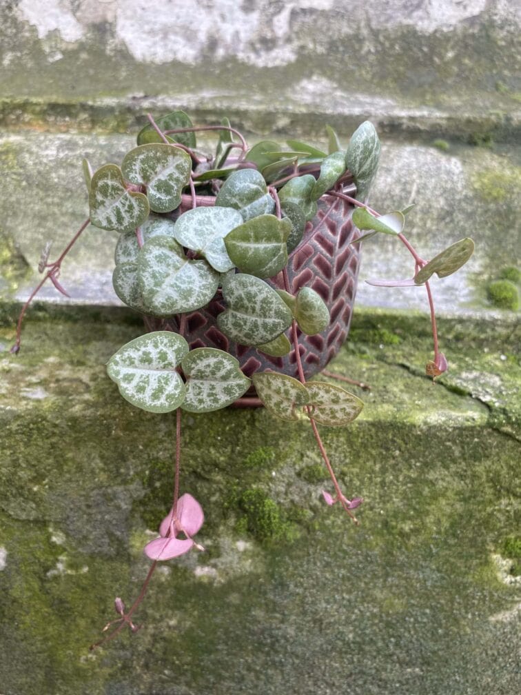 Zdjęcie rośliny Ceropegia woodi, ujęcie 3