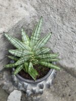 Zdjęcie rośliny Sanseviera Cylindrica Inti, ujęcie 2