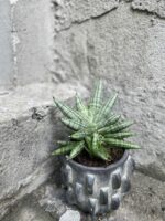 Zdjęcie rośliny Sanseviera Cylindrica Inti, ujęcie 3