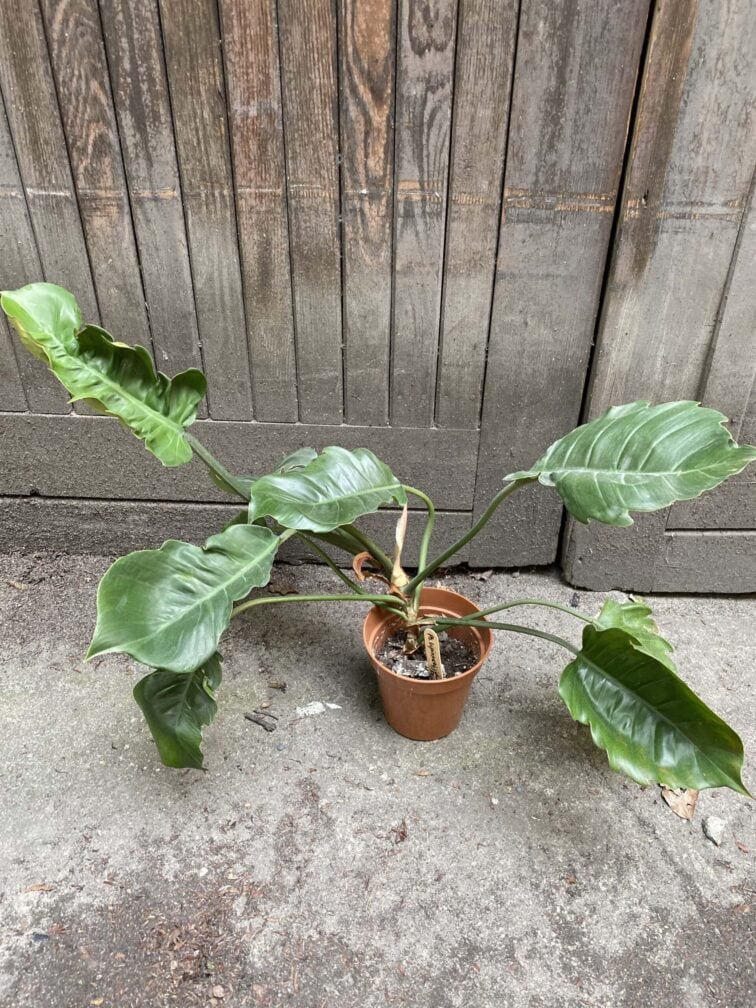 philodendron-bipinnatifidum-pluto_13x42-0.jpg Zdjęcie rośliny Philodendron Bipinnatifidum Pluto, ujęcie 1
