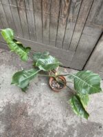 Zdjęcie rośliny Philodendron Bipinnatifidum Pluto, ujęcie 2
