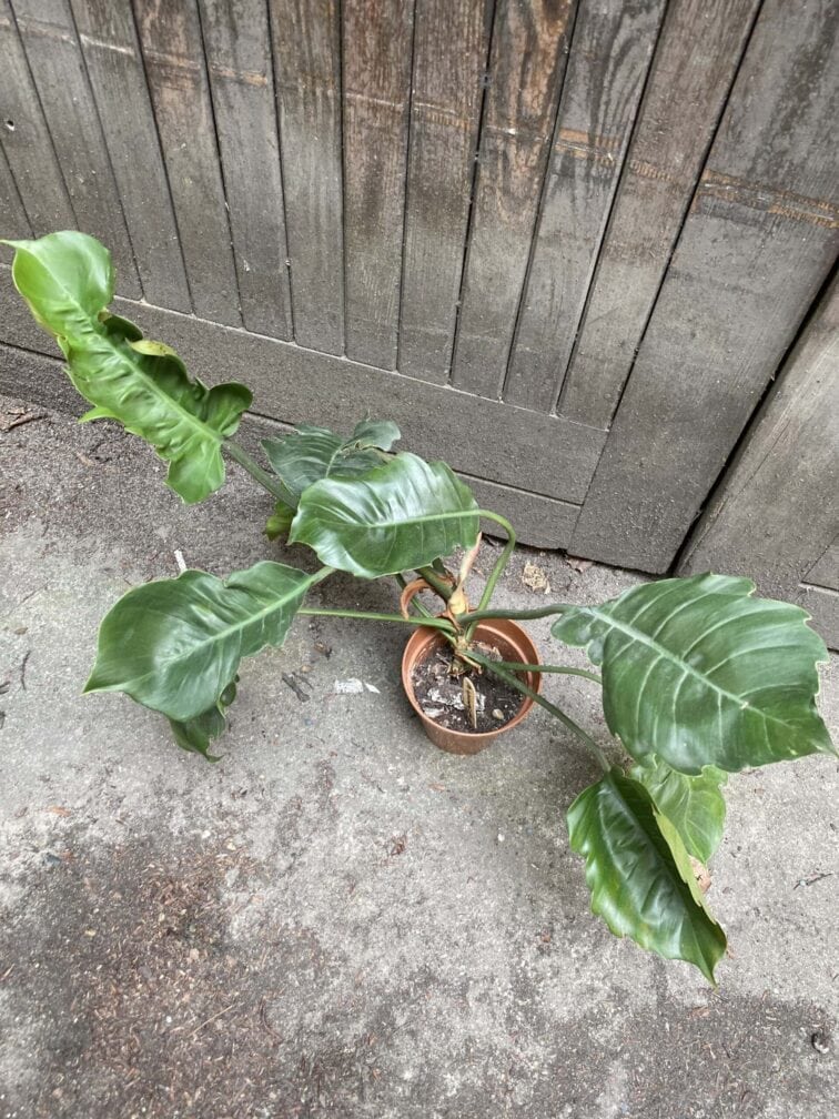 Zdjęcie rośliny Philodendron Bipinnatifidum Pluto, ujęcie 2