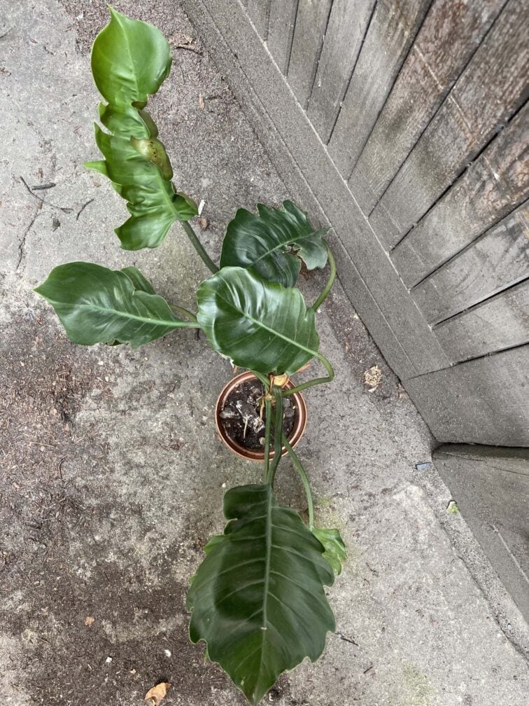 Zdjęcie rośliny Philodendron Bipinnatifidum Pluto, ujęcie 3