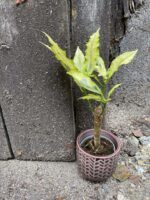 Zdjęcie rośliny Codiaeum Variegatum Tamara, ujęcie 1