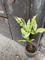 Zdjęcie rośliny Codiaeum Variegatum Tamara, ujęcie 3