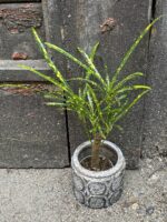 Zdjęcie rośliny Codiaeum Pictum, ujęcie 1
