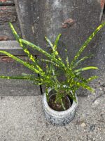 Zdjęcie rośliny Codiaeum Pictum, ujęcie 2