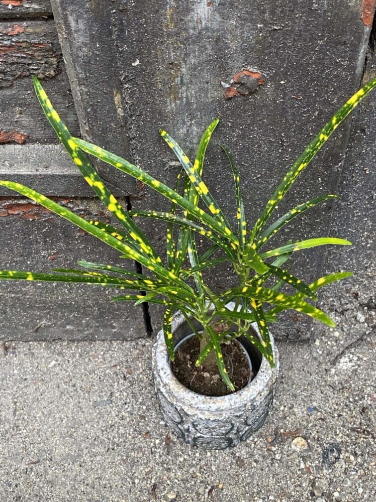 Zdjęcie rośliny Codiaeum Pictum, ujęcie 2
