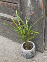 Zdjęcie rośliny Codiaeum Pictum, ujęcie 3