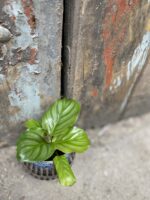 Zdjęcie rośliny Calathea Orbifolia, ujęcie 1