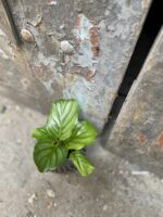 Zdjęcie rośliny Calathea Orbifolia, ujęcie 2