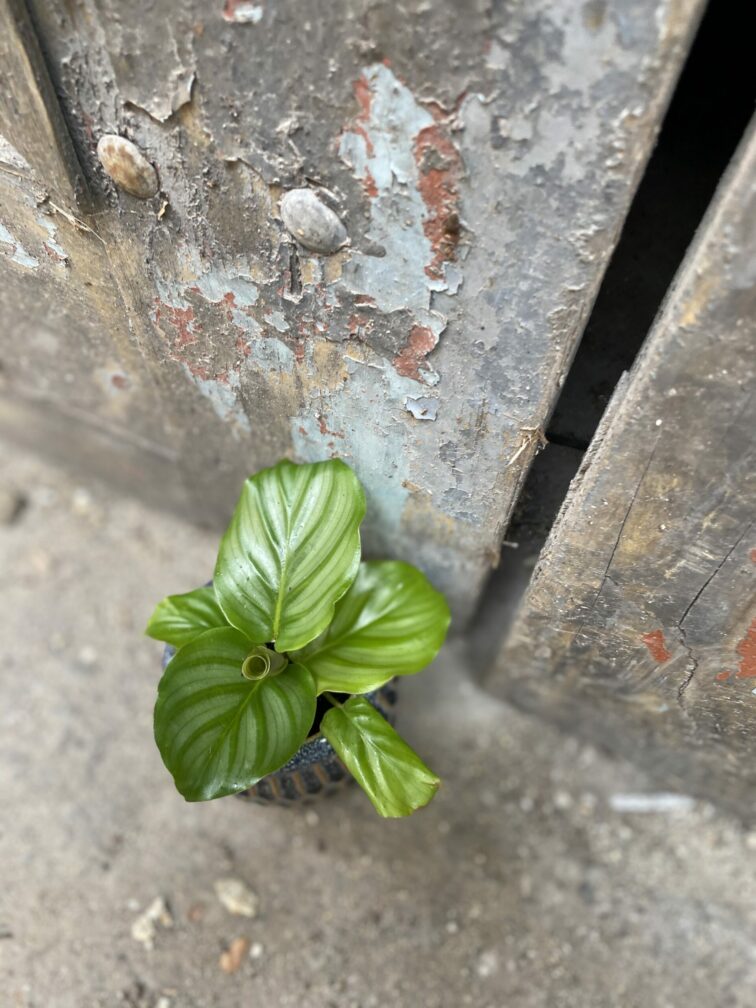 Zdjęcie rośliny Calathea Orbifolia, ujęcie 2