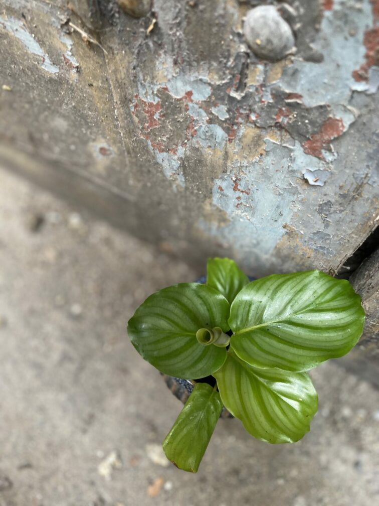 Zdjęcie rośliny Calathea Orbifolia, ujęcie 3