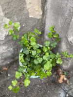 Zdjęcie rośliny Hedera, ujęcie 1