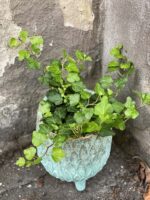 Zdjęcie rośliny Hedera, ujęcie 2
