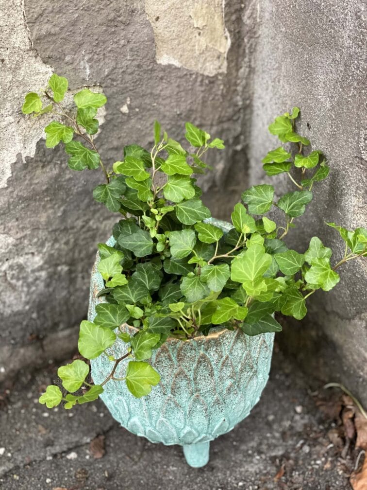 Zdjęcie rośliny Hedera, ujęcie 2