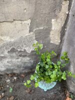 Zdjęcie rośliny Hedera, ujęcie 3