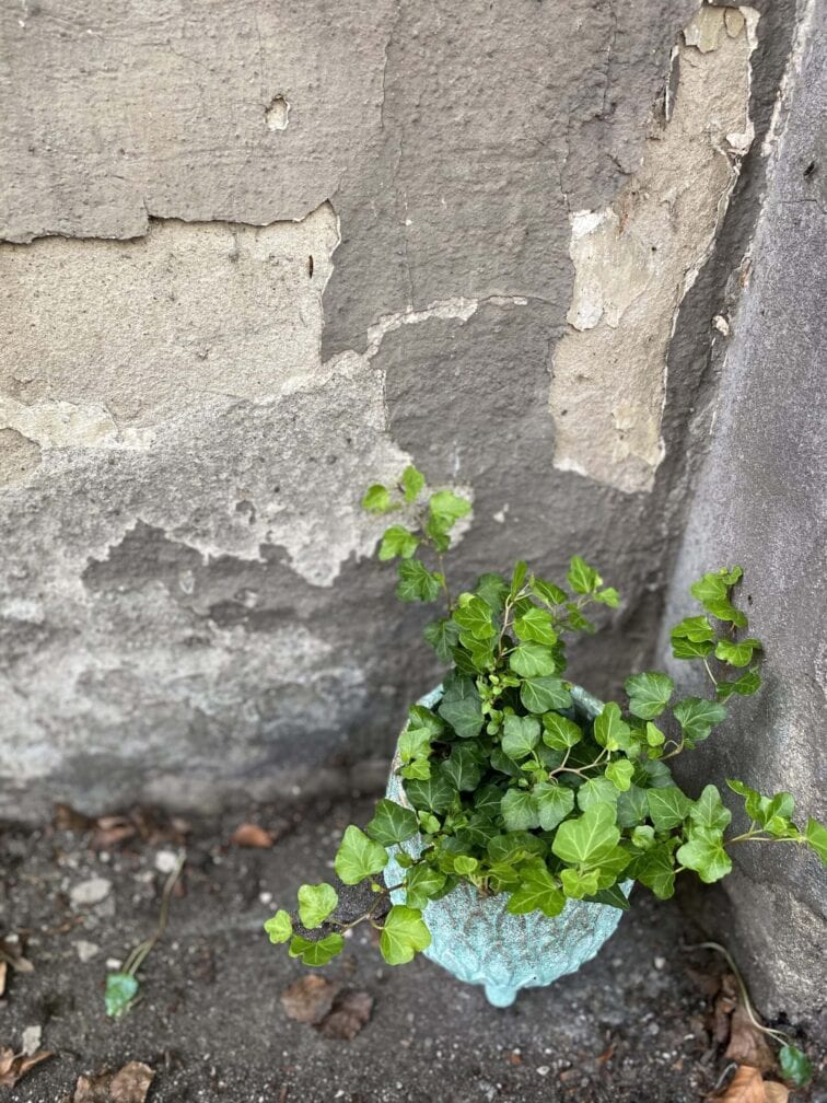 Zdjęcie rośliny Hedera, ujęcie 3