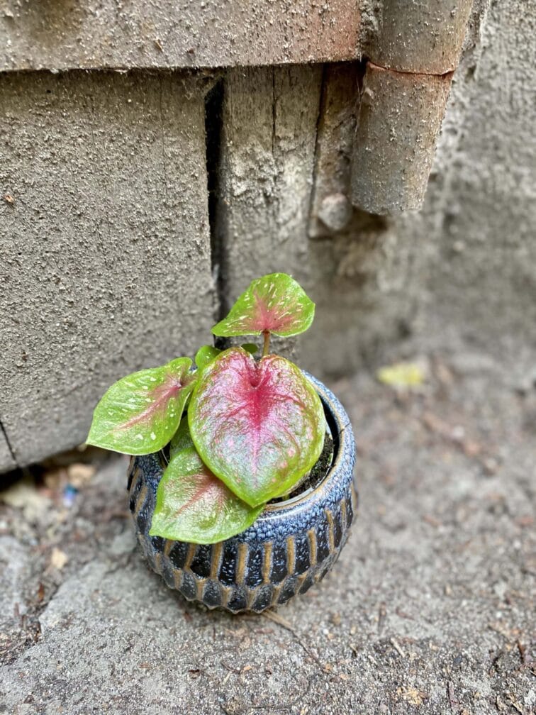 Zdjęcie rośliny Caladium Red Flash, ujęcie 1
