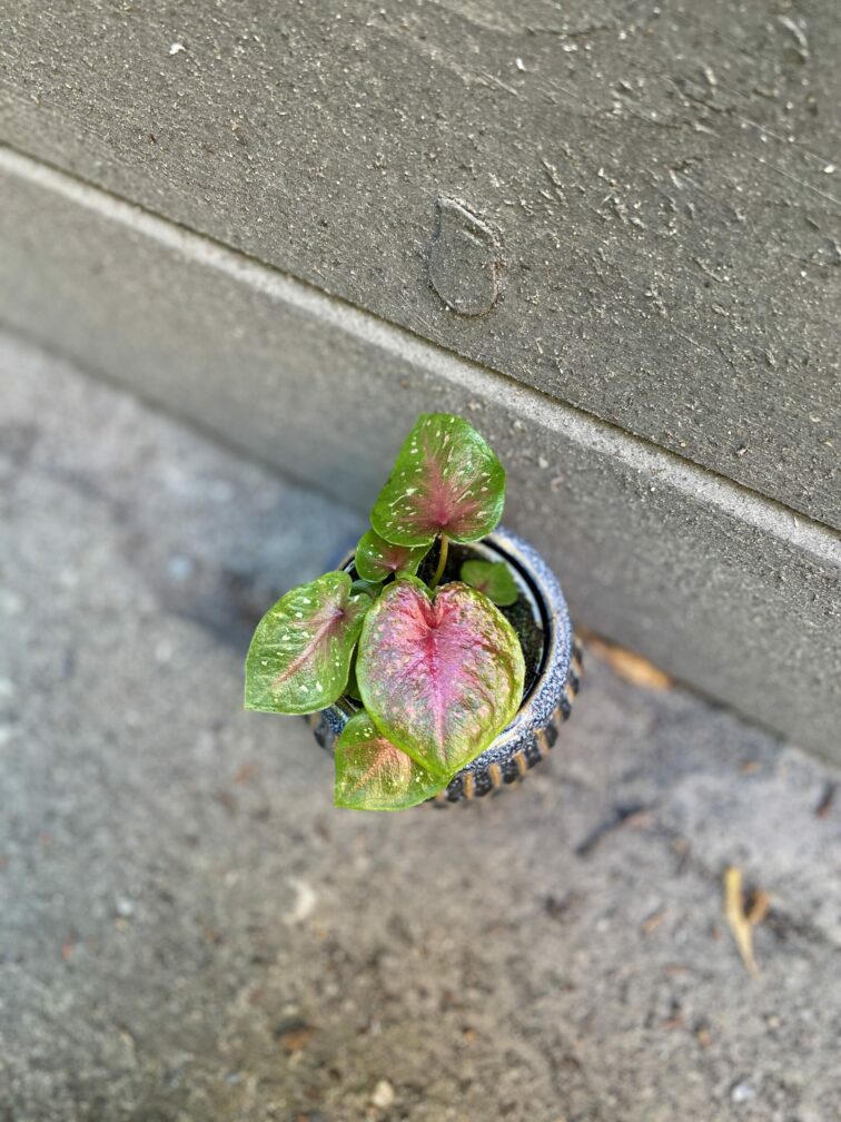 Zdjęcie rośliny Caladium Red Flash, ujęcie 3