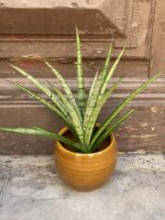 Zdjęcie rośliny Sansevieria Comet Pixel Green, ujęcie 1