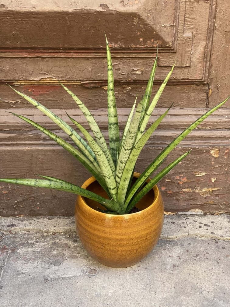 Zdjęcie rośliny Sansevieria Comet Pixel Green, ujęcie 1