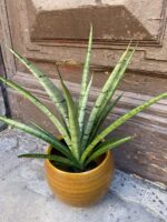 Zdjęcie rośliny Sansevieria Comet Pixel Green, ujęcie 2