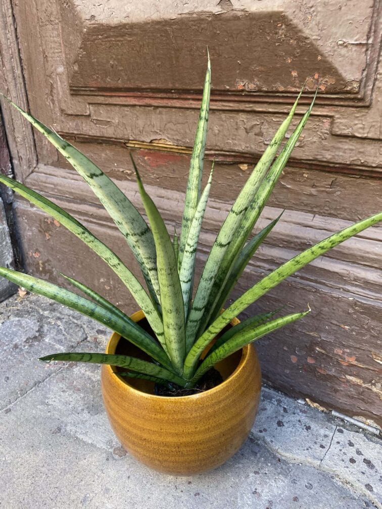Zdjęcie rośliny Sansevieria Comet Pixel Green, ujęcie 2