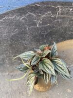 Zdjęcie rośliny Peperomia Silver Shine, ujęcie 1