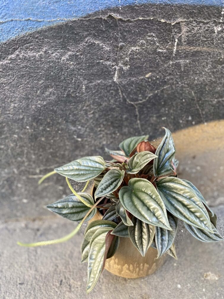Zdjęcie rośliny Peperomia Silver Shine, ujęcie 1