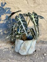 Zdjęcie rośliny Alocasia dwarf Amazonica, ujęcie 1