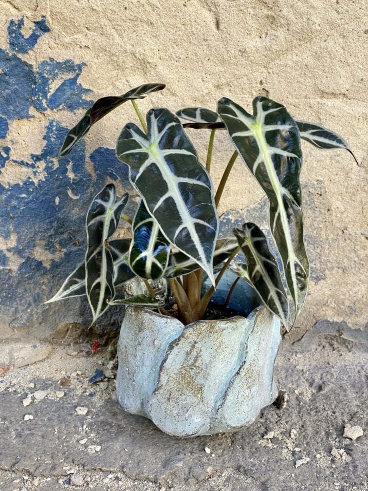 Zdjęcie rośliny Alocasia dwarf Amazonica, ujęcie 1