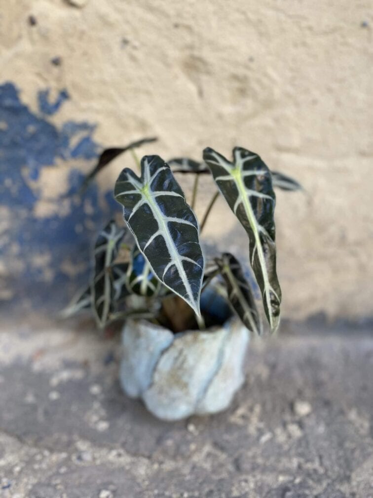 Zdjęcie rośliny Alocasia dwarf Amazonica, ujęcie 2