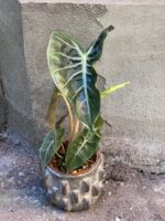 Zdjęcie rośliny Alocasia Pink Dragon, ujęcie 1