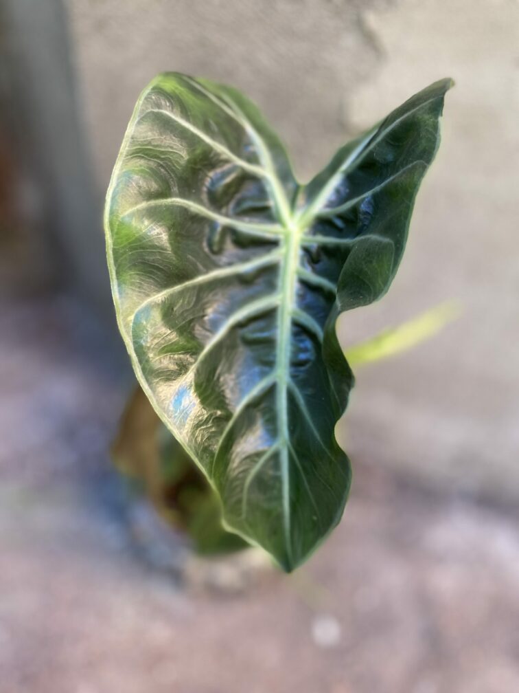Zdjęcie rośliny Alocasia Pink Dragon, ujęcie 2