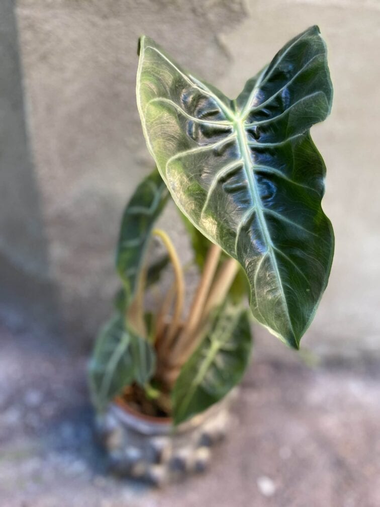 Zdjęcie rośliny Alocasia Pink Dragon, ujęcie 3